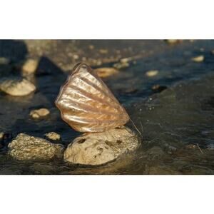 NWT Most Wanted Acrylic Shell Clutch Bag with Silver Chain